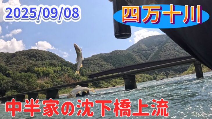 9/8四万十川、中半家沈下橋上流の鮎釣り。サイズが･･･29㎝まで