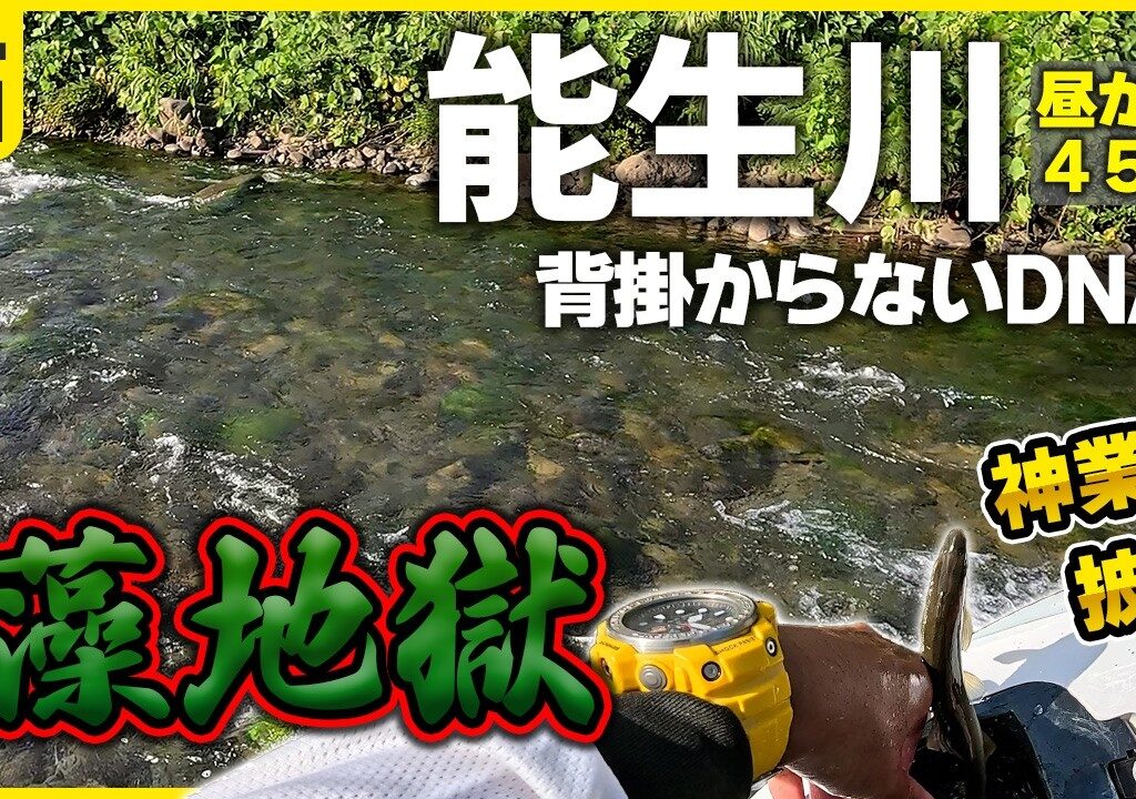 鮎釣り 青ノロ地獄と化した能生川で背掛からないDNA鮎を数釣りした日
