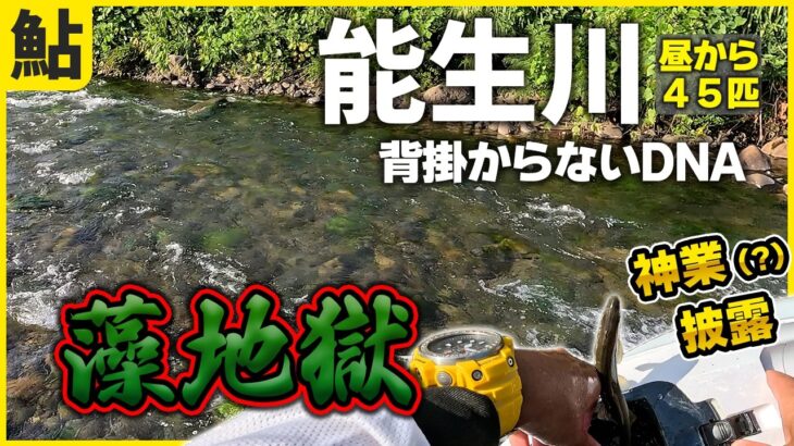 鮎釣り 青ノロ地獄と化した能生川で背掛からないDNA鮎を数釣りした日
