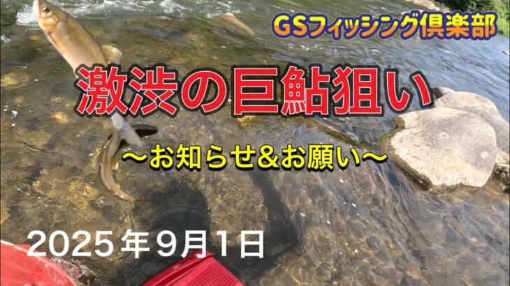 《鮎釣り》激渋の巨鮎狙い お知らせ&お願い アバンサーMT85【Vol.49】GSフィッシング倶楽部