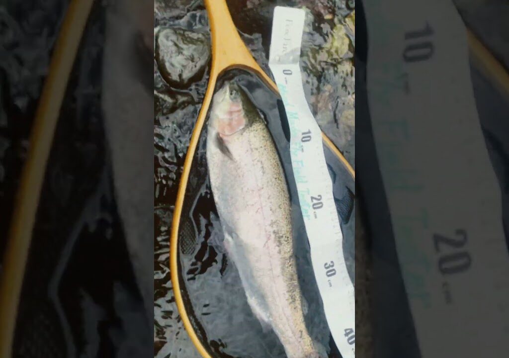 Short③2025年9月16日(火)箒川(C&R区間) #釣り #fishing #箒川(C&R区間) #いただきます #イタダキマス #頂鱒