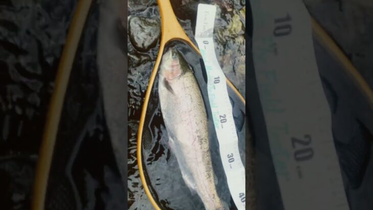 Short③2025年9月16日(火)箒川(C&R区間) #釣り #fishing #箒川(C&R区間) #いただきます #イタダキマス #頂鱒