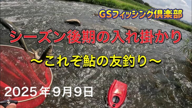 《鮎釣り》シーズン後期の入れ掛かり これぞ鮎の友釣り アバンサーT85 ショートスペシャル80【Vol.53】GSフィッシング倶楽部