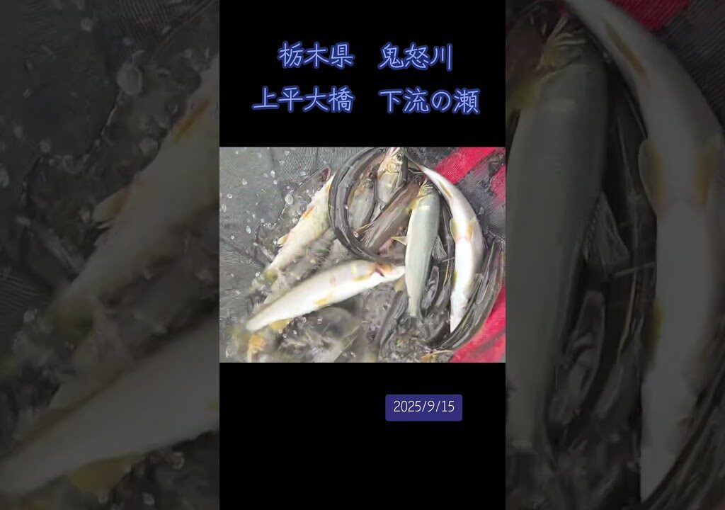 栃木県鬼怒川　上平大橋　下流の瀬　　#鮎#鮎の友釣り #鮎釣り #釣り#川#魚#鬼怒川#栃木県#趣味#休日#fishing