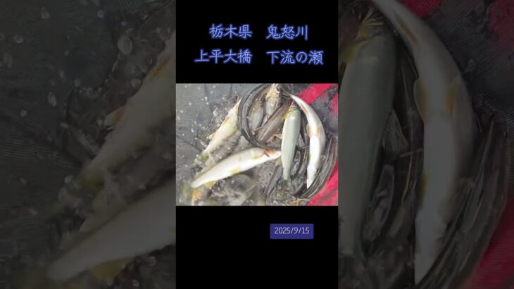 栃木県鬼怒川　上平大橋　下流の瀬　　#鮎#鮎の友釣り #鮎釣り #釣り#川#魚#鬼怒川#栃木県#趣味#休日#fishing