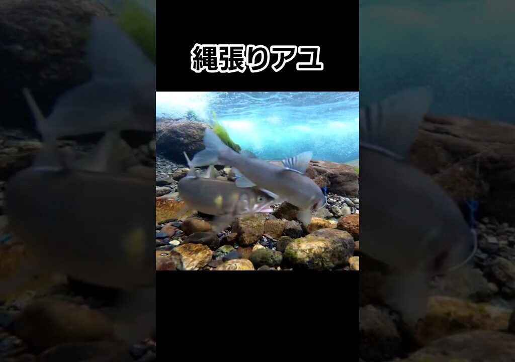 オトリを追い払う野鮎！#鮎の友釣り #turizuki #shorts