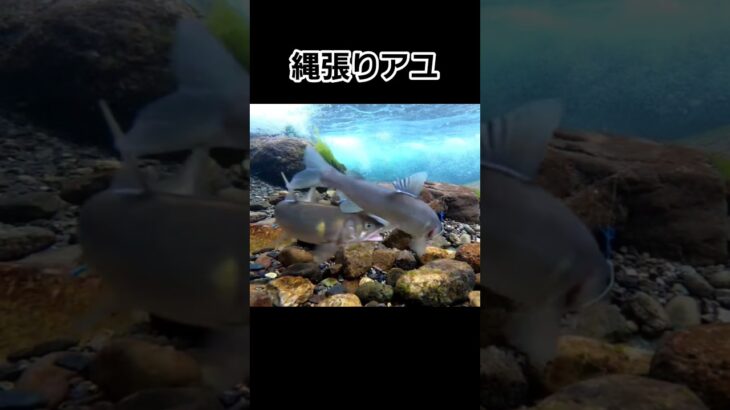 オトリを追い払う野鮎！#鮎の友釣り #turizuki #shorts