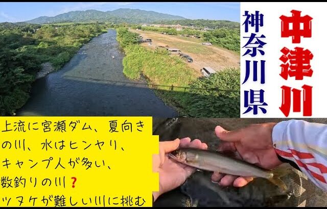 ２０２５年８月３０日　相模川漁協　中津川鮎釣り、つ抜け攻略法の釣行
