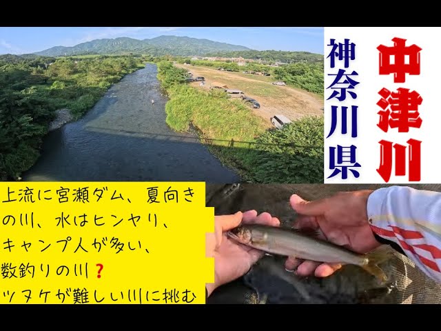 ２０２５年８月３０日　相模川漁協　中津川鮎釣り、つ抜け攻略法の釣行