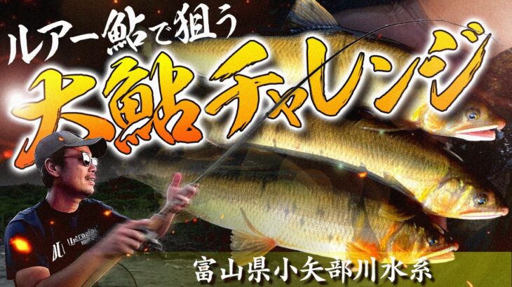 ルアー鮎で狙う大鮎チャレンジ