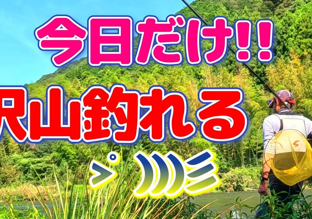 【鮎釣り】おっちゃんでもエエとこ入れば、そこそこ釣れる。
