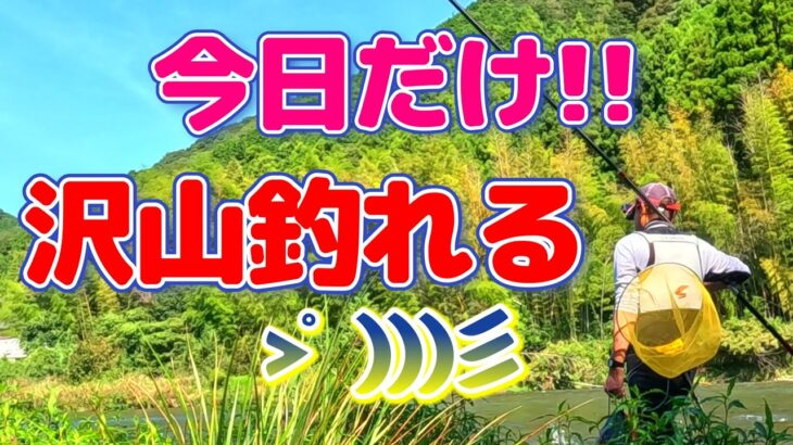 【鮎釣り】おっちゃんでもエエとこ入れば、そこそこ釣れる。