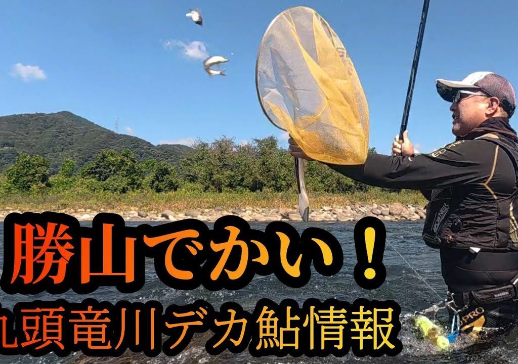【勝山でかい！】九頭竜川デカ鮎情報　鮎釣り