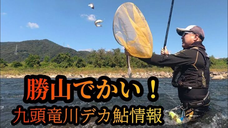 【勝山でかい！】九頭竜川デカ鮎情報　鮎釣り
