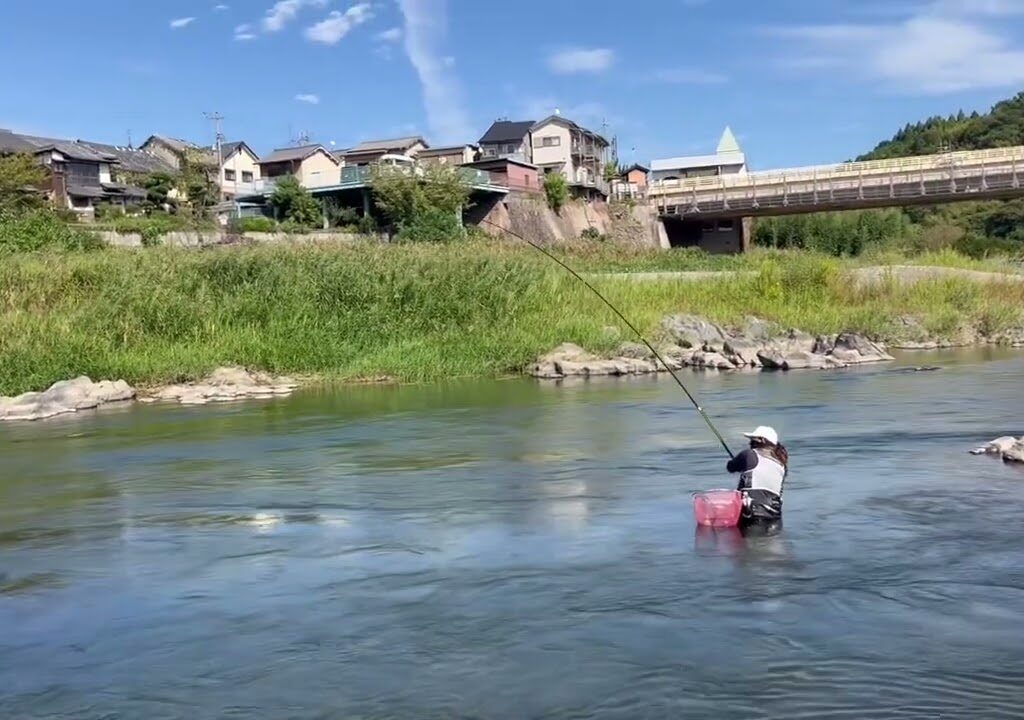 奈良県吉野川で尺鮎狙い！さぁ！尺はあったのか！