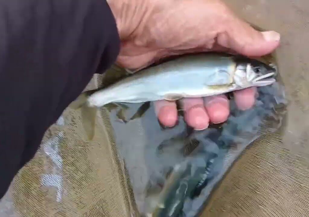 大井川支流長尾川で鮎釣り