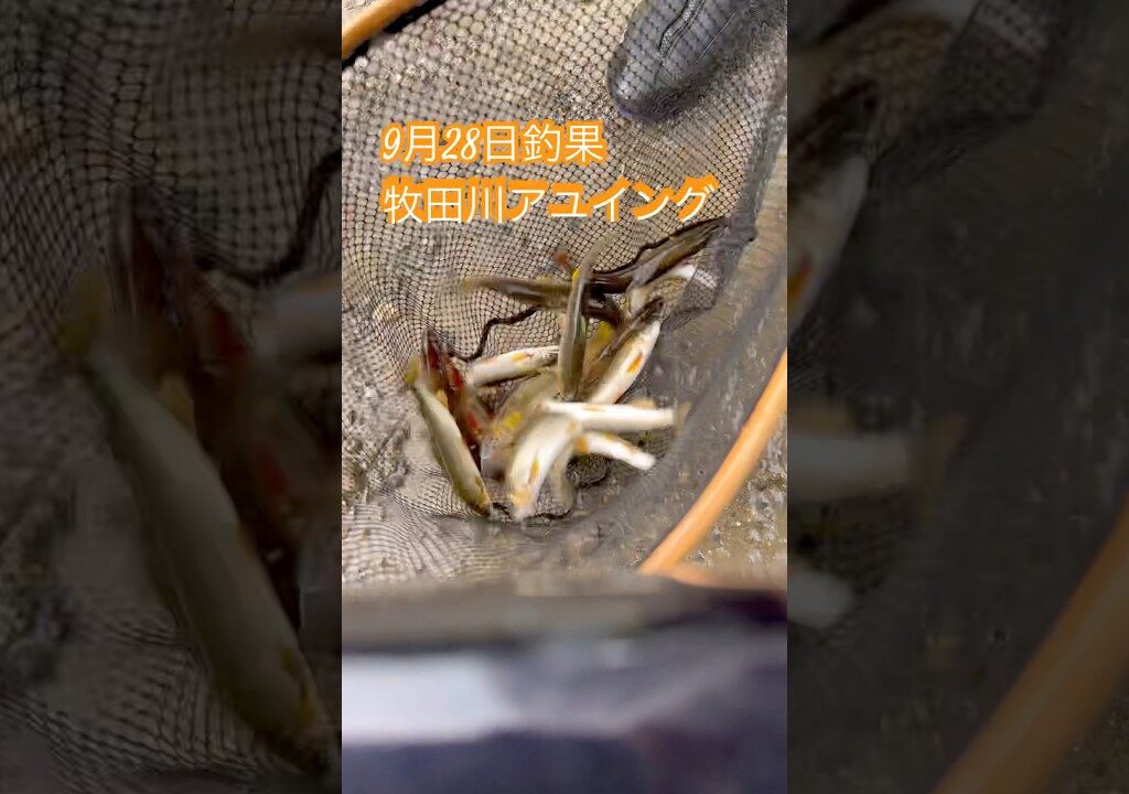 【鮎イング】牧田川鮎ルアー釣りは調子いいぞ‼︎  #アユイング