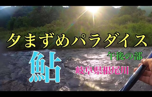【鮎釣り】ヘチヘチパラダイス！午後の部　岐阜県根尾川