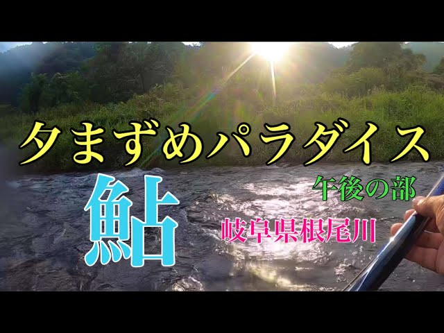 【鮎釣り】ヘチヘチパラダイス！午後の部　岐阜県根尾川