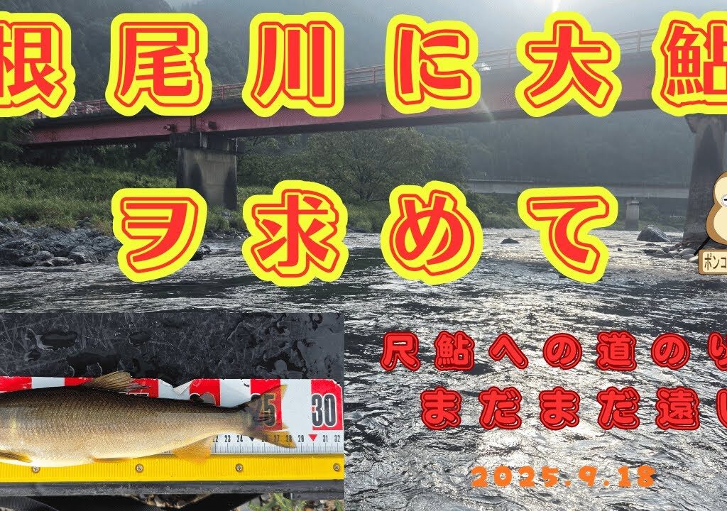 「根尾川の大鮎」#尺鮎　#良型鮎　#終盤のアユ釣り