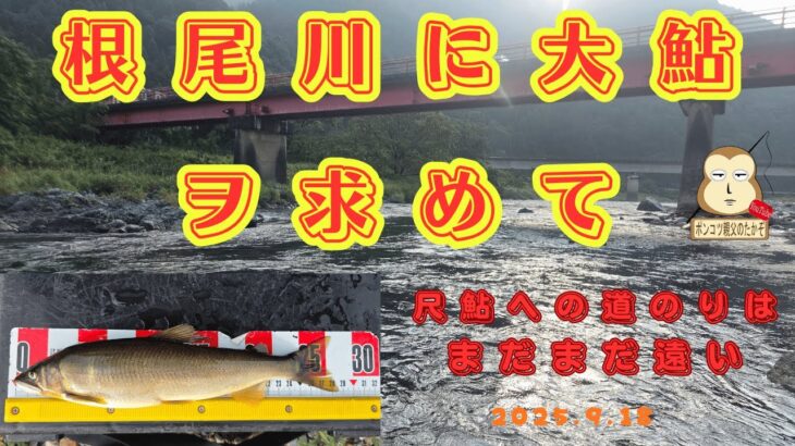 「根尾川の大鮎」#尺鮎　#良型鮎　#終盤のアユ釣り