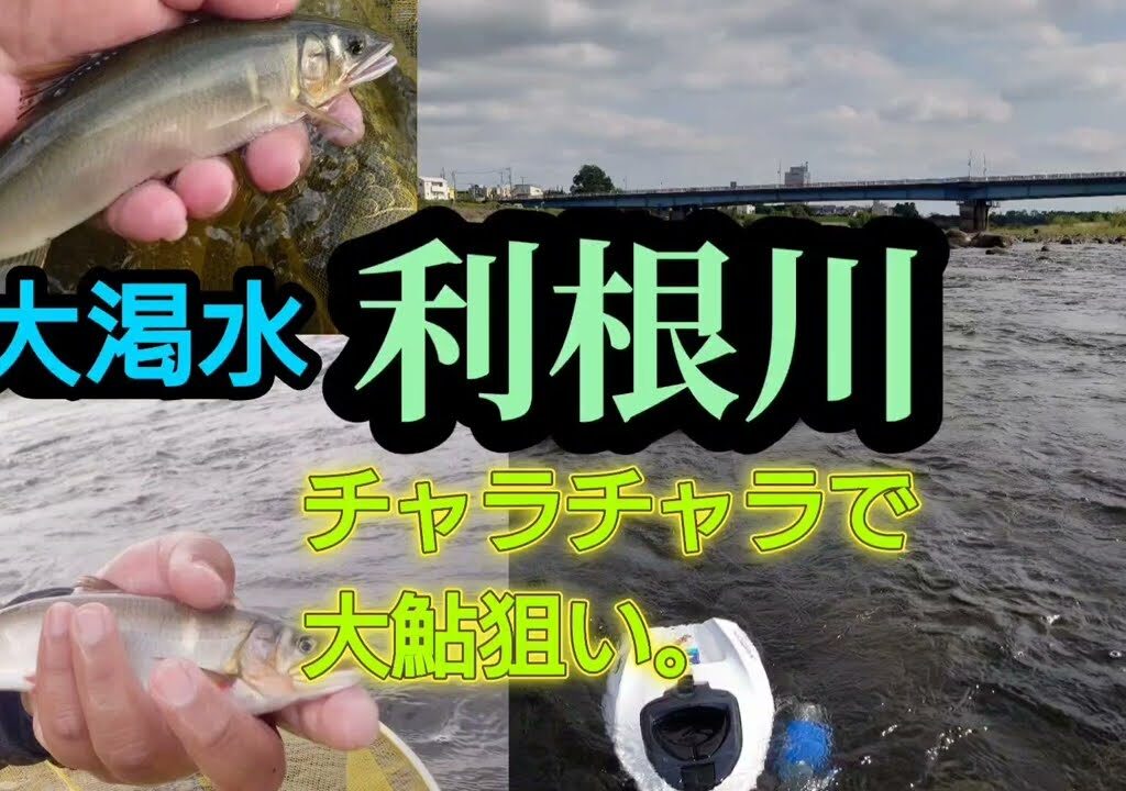 大渇水の利根川。チャラチャラで大鮎を狙う。