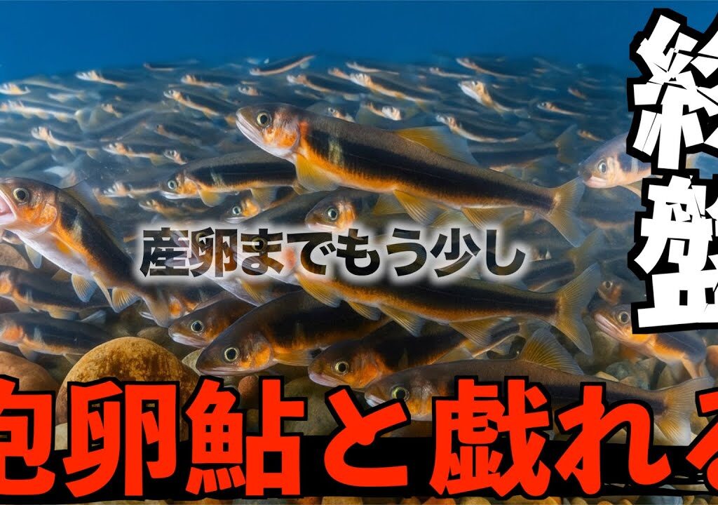 【鮎釣り】あの夢の河川で終盤の抱卵鮎と戯れる！！