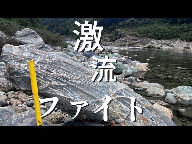 【鮎釣り】激流ファイト　高知県（嶺北　吉野川）