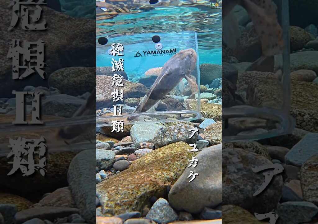 【絶滅危惧Ⅱ類】清流のアユカケ。シーズン終盤の鮎ルアー(アユイング)にて。 #アユカケ #鮎釣り #水中映像 #釣り #アユイング #絶滅危惧種 #鮎ルアー