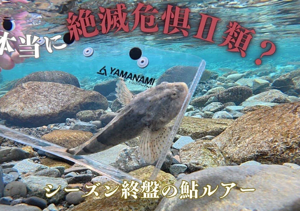 【絶滅危惧種】シーズン終盤の鮎ルアー(アユイング)で子持ちアユと、アユカケを掛ける。