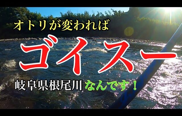 【鮎釣り】結局オトリはピチピチがイイんです！