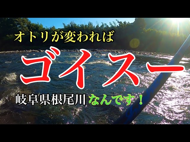 【鮎釣り】結局オトリはピチピチがイイんです！