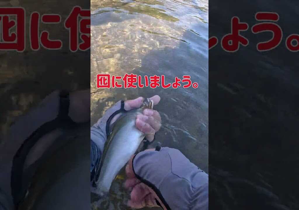 四万十川で鮎釣り