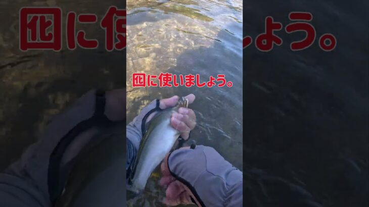 四万十川で鮎釣り