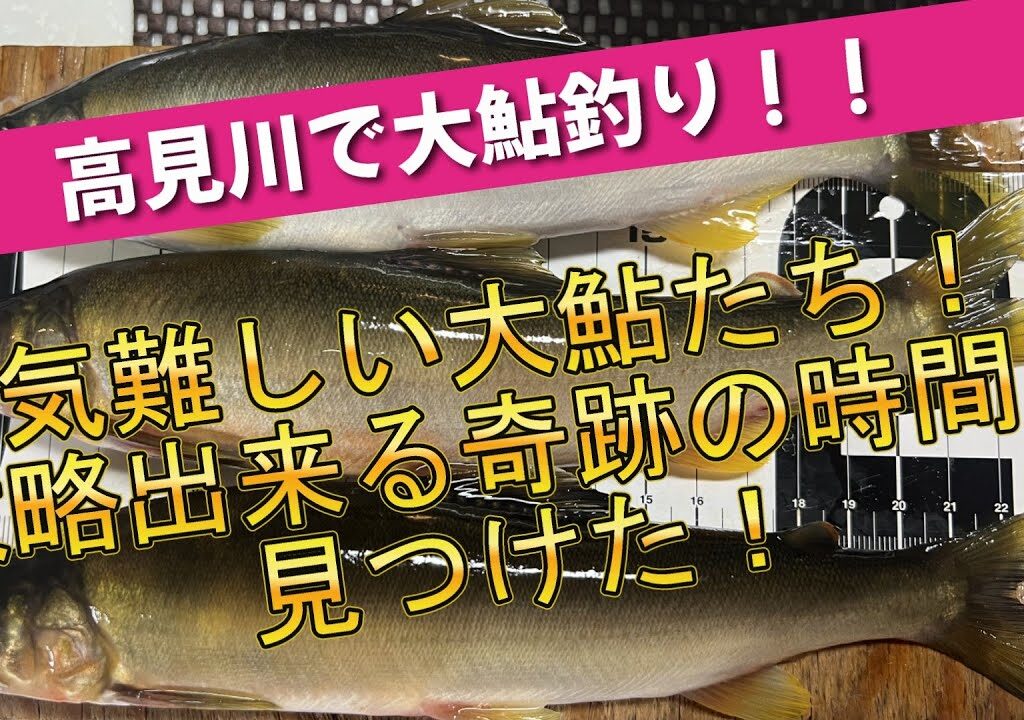 【高見川で大鮎釣り】巨鮎が釣れる奇跡の時間を発見！！８月３１日＃鮎釣り＃高見川＃大鮎