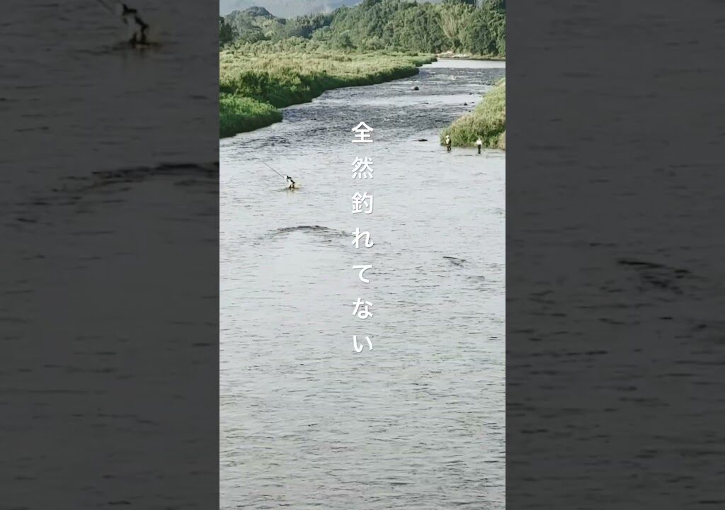 【那珂川 鮎釣り】これじゃヤバい那珂川 #鮎釣り #那珂川 #釣れない #釣り