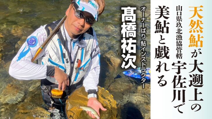 天然鮎が大遡上の宇佐川で美鮎と戯れる