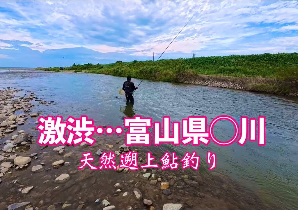【富山の鮎釣り】濁りで苦戦！それでも掴んだ良型の手応え
