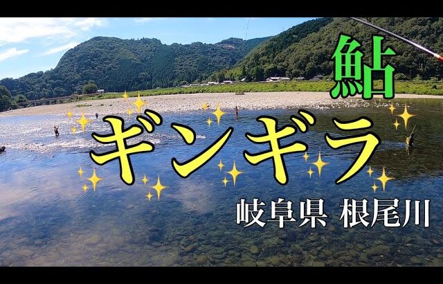 【鮎釣り】目の前ギラギラパラダイス！！岐阜県根尾川