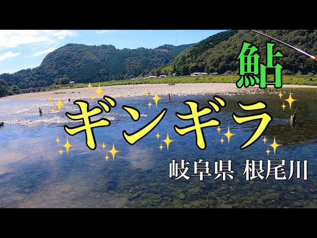 【鮎釣り】目の前ギラギラパラダイス！！岐阜県根尾川