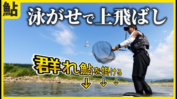 鮎釣り 泳がせ釣りで群れ鮎を崩し、引き釣りで入れ掛かる！嘘八百の午後から釣行