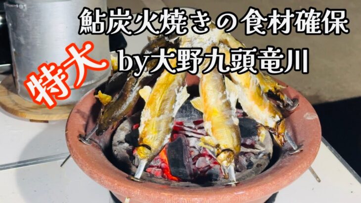 【鮎釣り】大野市九頭竜川の特大あゆを炭火で焼きます🔥