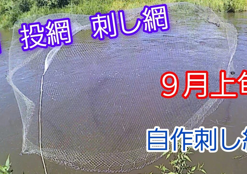 鮎   投網   刺し網(９月上旬)