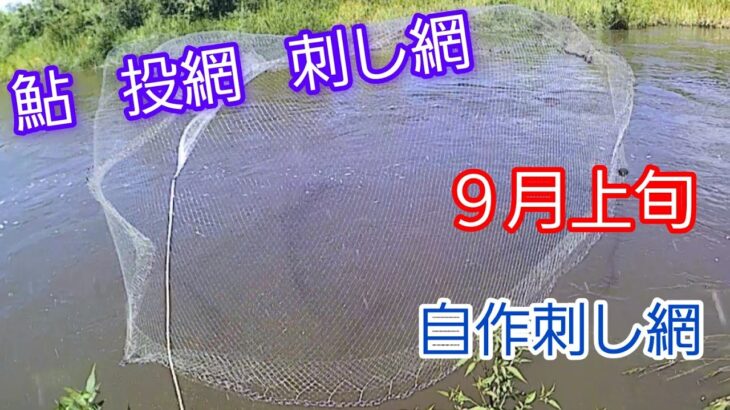 鮎   投網   刺し網(９月上旬)