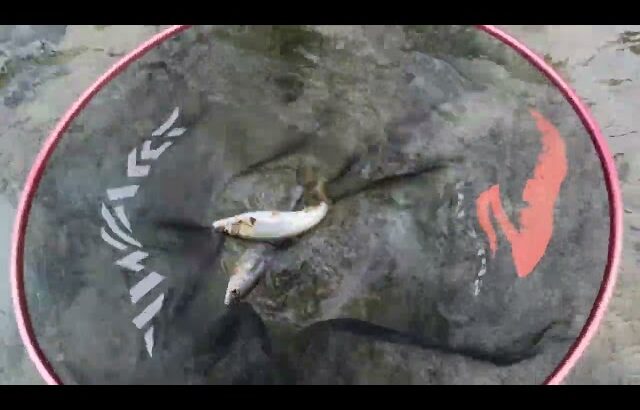 本当に最後です。今シーズンの夕方鮎釣り