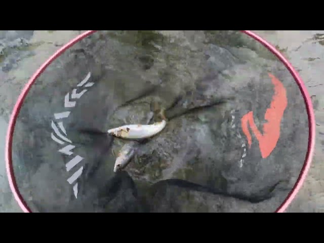 本当に最後です。今シーズンの夕方鮎釣り