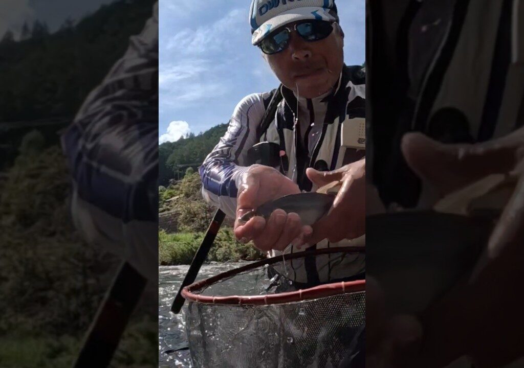 白川‼️尺鮎チャレンジ‼️痛恨のバラし‼️