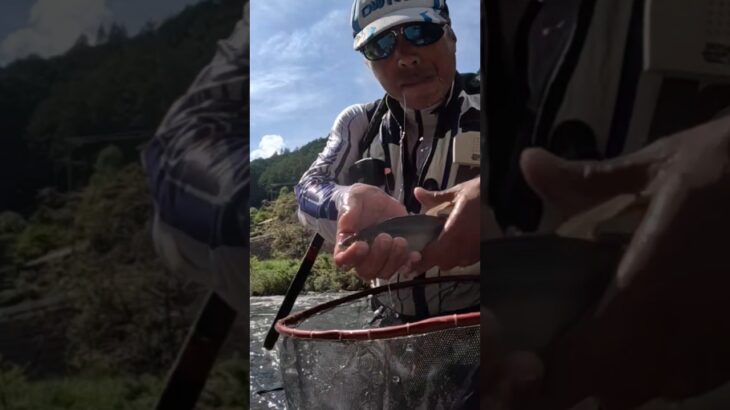 白川‼️尺鮎チャレンジ‼️痛恨のバラし‼️