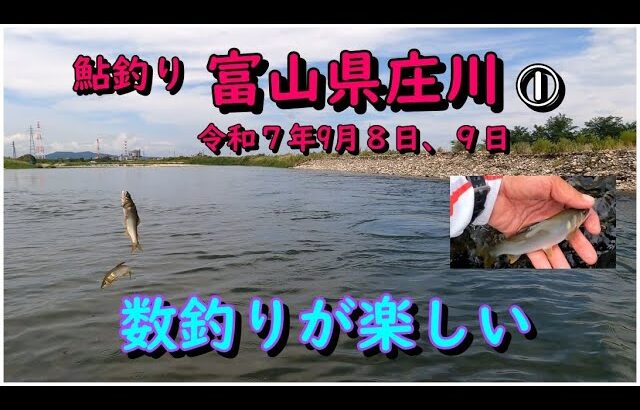 鮎釣り 富山県庄川で 数釣り 令和７年９月８日、９日①