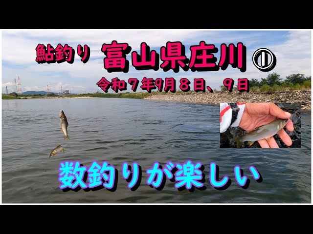 鮎釣り 富山県庄川で 数釣り 令和７年９月８日、９日①
